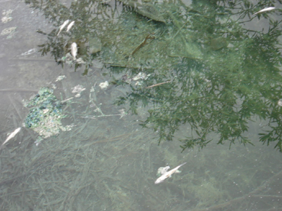 Γέμισε νεκρά ψάρια η λίμνη Καϊάφα