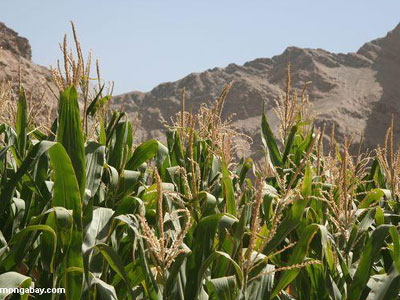 Ο σόργος θα αντικαταστήσει το καλαμπόκι;