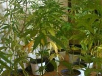 Καλλιεργούσε δενδρύλλια σε αποθήκη μοτοποδηλάτων