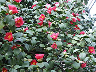 Προσοχή στις καμέλιες του Δημάρχου