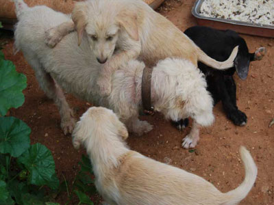 Θηλυκό Griffon-Caniche και τρία κουτάβια αναζητούν οικογένεια