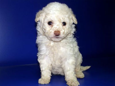 Τι κοινό έχουν τα κανίς με τους λύκους;