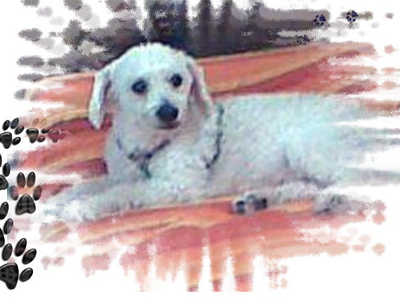 Χάθηκε ο Φοίβος