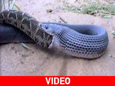 Φίδι κανίβαλος…!