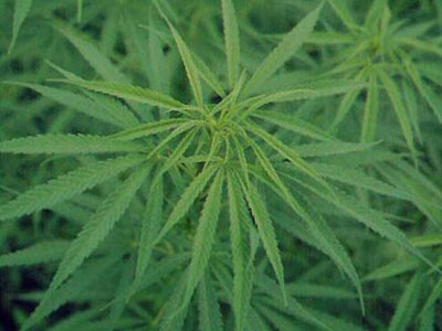 Συλλήψεις για ναρκωτικά στη Λεμεσό