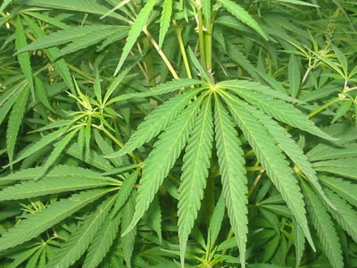 Βρήκαν «μπαξέ» με κάνναβη