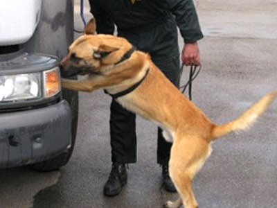 Χανιά: Ένας σκύλος κι ένα ψυγείο τον έστειλαν φυλακή