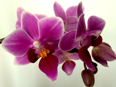 Παράνομη διακίνηση ελληνικών φυτών στο διαδίκτυο