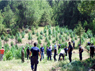 Ηλεία: Σύλληψη 52χρονου με φυτείες χασίς