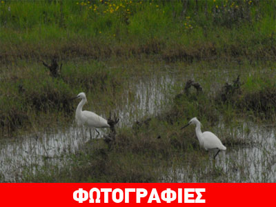 Βόλτα στον υγρότοπο της Βραυρώνας- Ποταμός Ερασίνος Βόλτα στον υγρότοπο της Βραυρώνας- Ποταμός Ερασίνος