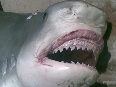 Καρχαρίας στραβοκατάπιε ελάφι