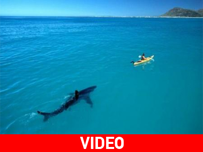 Αγόρι σκαρφαλώνει σε καρχαρία