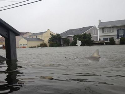 Καρχαρίες στους δρόμους του Νιου Τζέρσεϊ