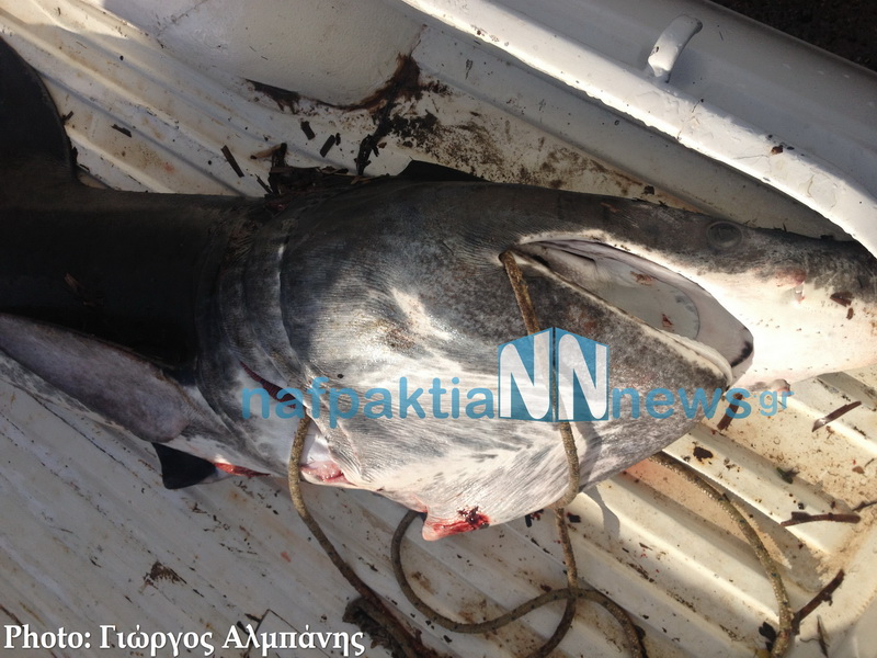 Ψάρεψαν καρχαριοειδές μήκους δύο μέτρων στη Ναυπακτία