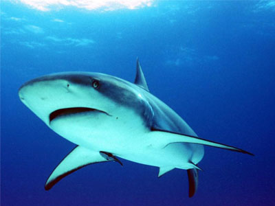 Ανακάλυψαν απολίθωμα καρχαρία δέκα μέτρων!