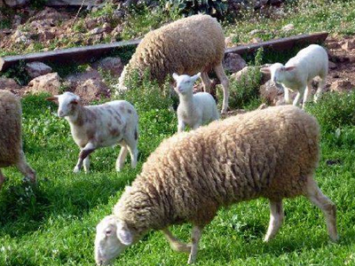 Νέο κρούσμα ζωοκλοπής στο Ηράκλειο