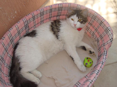 Χάθηκε η Κατίνα