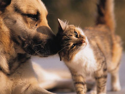 Τα κατοικίδια κάνουν καλό στην καρδιά σας!
