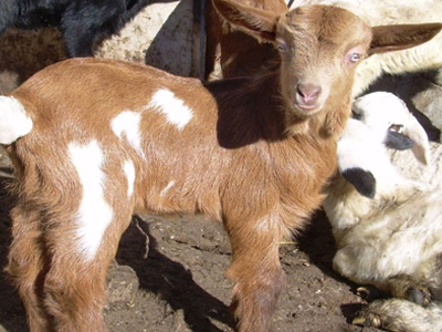 Μεγάλη πέραση τα… αμνοερίφια