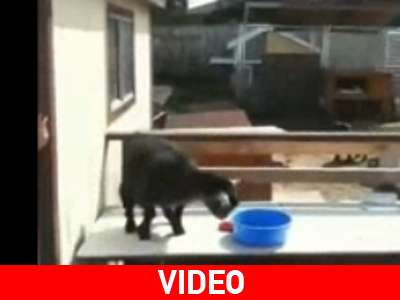 Κατσίκα… τρασέζ!