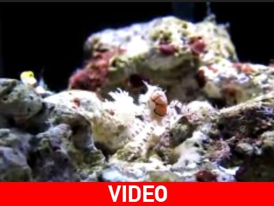 Καβούρι μαζορέτα!