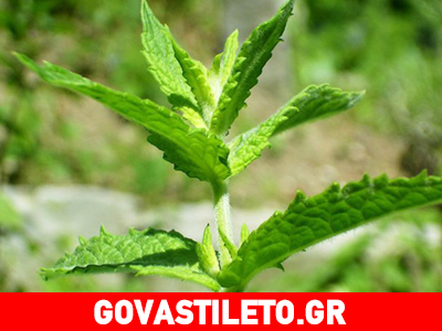 Φτιάξε μόνη σου στοματικό διάλυμα με δυόσμο