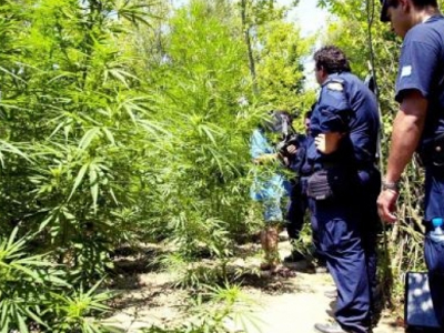 Καβάλα: Εντοπίστηκε φυτεία με 554 δενδρύλλια χασίς