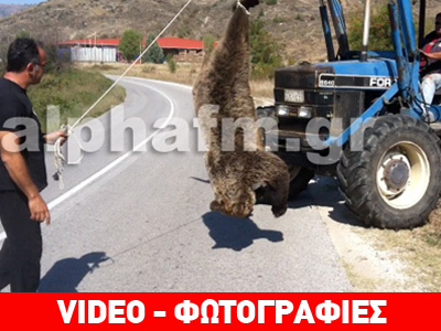 Καστοριά: Η επιχείρηση μετακίνησης της νεκρής αρκούδας