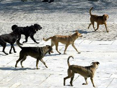 Γεμάτοι με αδέσποτα σκυλιά οι δρόμοι στη Βέροια Γεμάτοι με αδέσποτα σκυλιά οι δρόμοι στη Βέροια