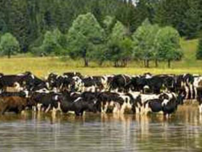 Νεκρές από ασιτία δεκάδες αγελάδες στη λίμνη Κάρλα