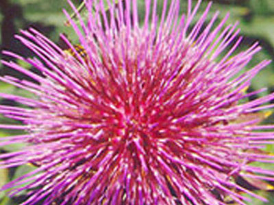 Προωθεί στην Ρουμανία την αγριαγκινάρα