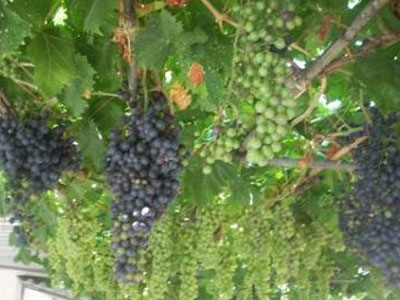 Ακόμα δεν έχουν αποζημιωθεί οι αμπελουργοί στην Καβάλα