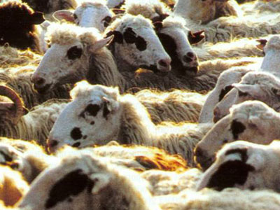 Έκλεψε 90 αρνιά