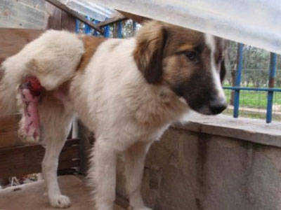 Τραγικό! Έδεσαν το πόδι σκύλου με σύρμα 10 φορές Τραγικό! Έδεσαν το πόδι σκύλου με σύρμα 10 φορές