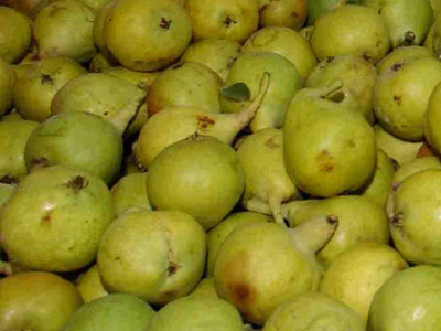 Πήλιο: 2,5 τόνοι αχλαδιών καταστράφηκαν λόγω φυτοφαρμάκων