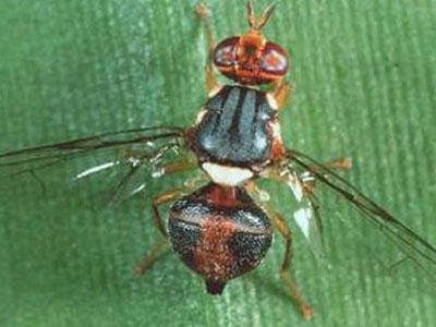 Αποζημιώσεις τέλος για την Κρήτη