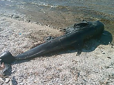 Δελφίνια και χελώνες ξεβράζονται νεκρά στον Παγασητικό