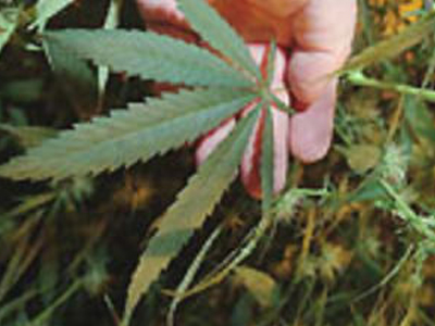 Είχε στο σπίτι του δενδρύλλια κάνναβης