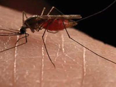 Ο ιός του Δυτικού Νείλου “χτύπησε” 21 άτομα