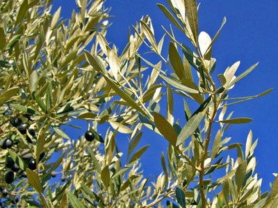 Άνθησαν πρόωρα