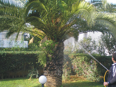 Το σκαθάρι κατέστρεψε εκατοντάδες φοινικόδεντρα στην Κρήτη