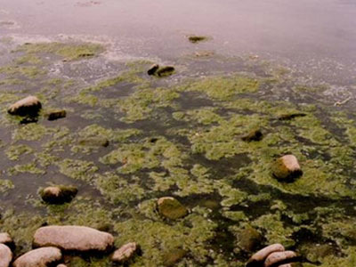 Στη Βουλή το θέμα του φυτοπλαγκτού