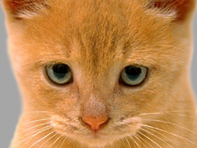 Έχασε και τις επτά ζωές του για να τον βρει!