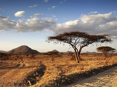 Κένυα: Ασφαλίζουν τις καμήλες τους! Κένυα: Ασφαλίζουν τις καμήλες τους!