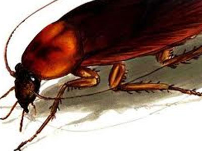 Οι κατσαρίδες θα δώσουν λύση στα ανθεκτικά βακτήρια