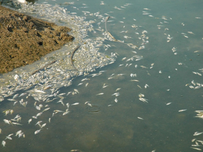 Ρύπανση του Πηνειού από βιομηχανία