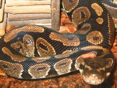 Πύθωνας ελεύθερος στη Σταυρούπολη