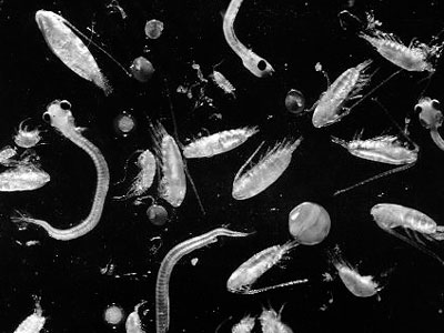 Μεγάλη ποσότητα πλαγκτόν γέμισε τις ακτές της Καβάλας