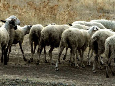 Χιονοδρομικό κέντρο ή βοσκότοπος;