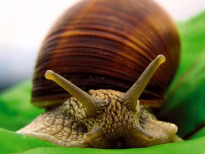 Το πρώτο σαλιγκαροτροφείο στον Αλμυρό Βόλου